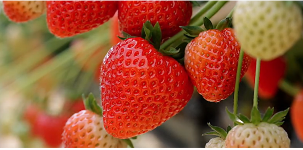 Red strawberries on a plant