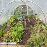 A view into a polytunnel with vegetables in straing rows with a gantry robot in the middle