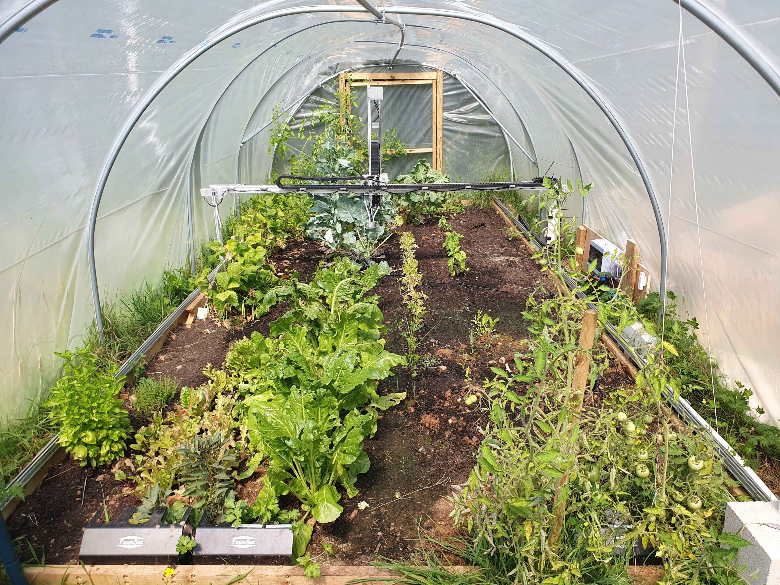 A view into a polytunnel with vegetables in straing rows with a gantry robot in the middle
